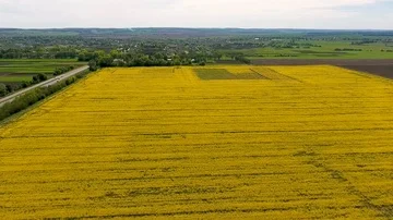 Flowering rape field with in the rural landscape Stock Footage 85487985