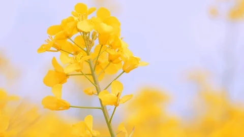 Flowering Rape flowers in summer. Rapeseed field, canola flowers. Stockbeeldmateriaal 108954490