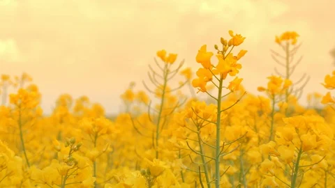 Flowering Rape in summer. Rapeseed field, Blooming canola flowers. Stock Footage 108960585