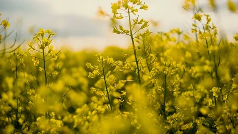 Flowering rapeseed on the background of the sun. Rapeseed field. Blooming canola Stock Footage 90988966