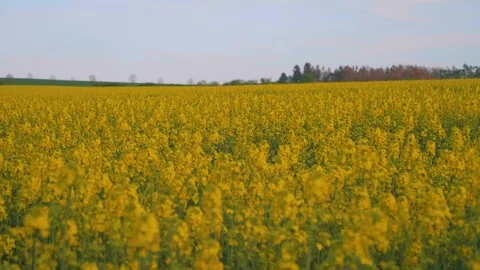 Flowering rapeseed, blowing wind - plants swaying Video stock 106957492