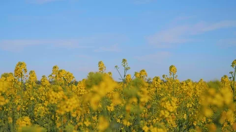 Flowering rapeseed, camera moving up Video stock 106957654
