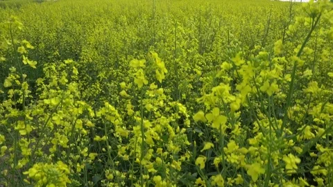 Flowering rapeseed field. Video stock 89907438