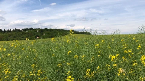Flowering rapeseed field Stock Footage 93034223