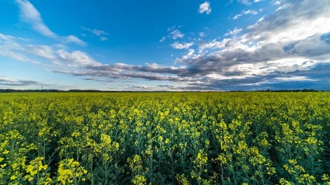 Flowering rapeseed field Stock Footage 108063710