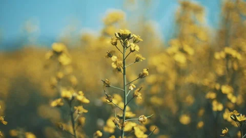 Flowering rapeseed on the field Stock-Footage 246024912