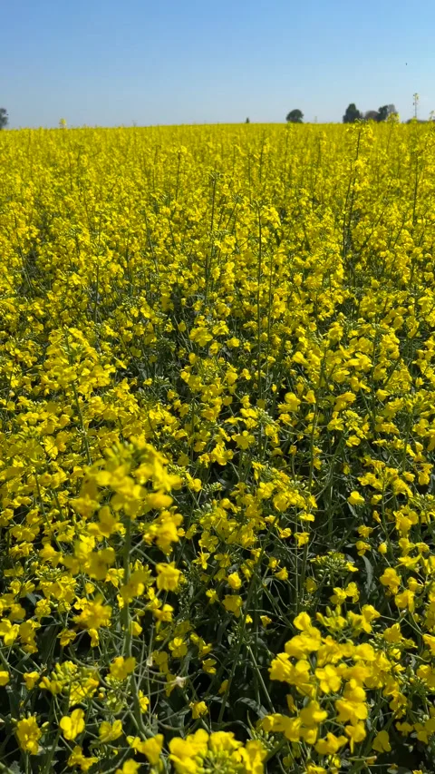 Flowering rapeseed field Stock Footage 272273032