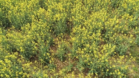 Flowering rapeseed Video stock 106056057