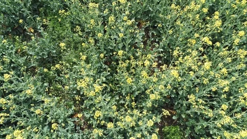Flowering rapeseed Video stock 106056169