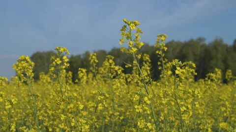 Flowering rapeseed Stock Footage 237805953