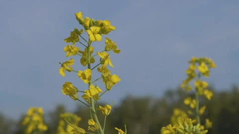 Flowering rapeseed Stock Footage 243062216