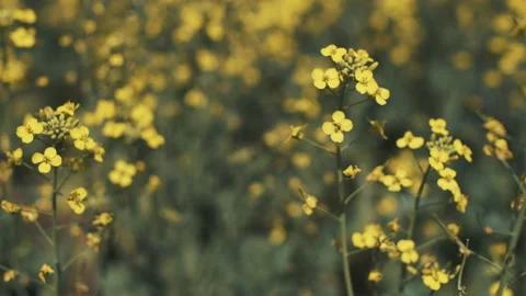 Flowering rapeseed Stock Footage 246066789