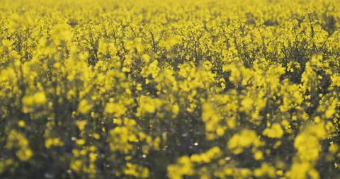 Flowering rapeseed plants Stock Footage 189288528