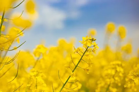 Flowering rapeseed, spring background. Bright yellow flowers against the sky, Stock Photos