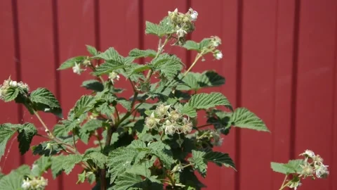 A flowering raspberry bush attracts insects Stock Footage 276967503