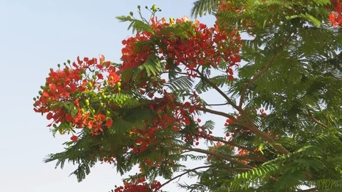 Flowering red flower tree Stock Footage 109418116