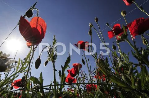 Flowering of red poppies in Castelluccio, Italy Stock Photos