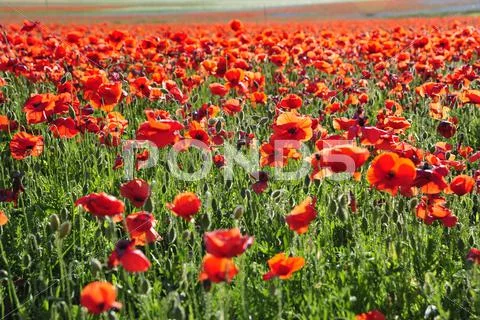 Flowering of red poppies in Castelluccio, Italy 02 Stock Photos