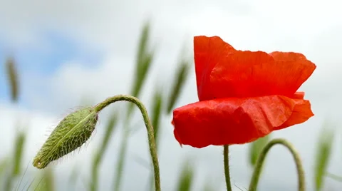 Flowering Red Poppies. Stock Footage 62865703