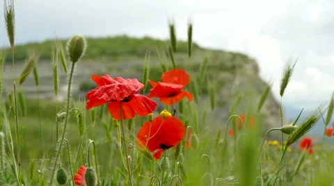Flowering Red Poppies Stock-Footage 62882270