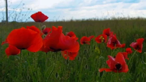 Flowering Red Poppies Stock Footage 76585849