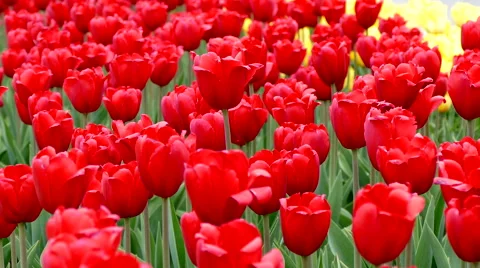 Flowering Red Tulips Stock Footage 62033606