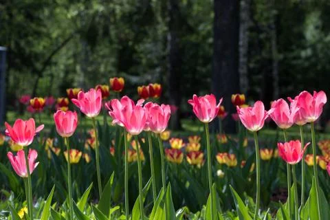 Flowering red tulips Stock Photos