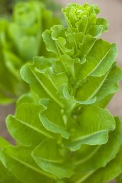 Flowering Romanian Lettuce Vegetable Patch in Front yard Garden Stock Photos