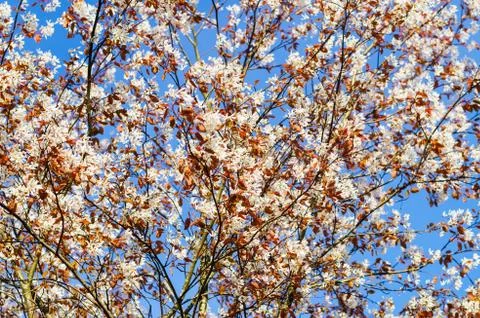 Flowering rosaceae tree in springtime Stock Photos