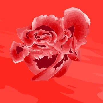 Flowering rose Illustrazione stock