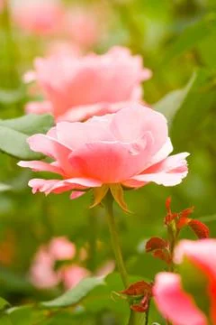 Flowering rose Фото