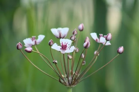 Flowering rush in bloom closeup view with green background Stock Photos