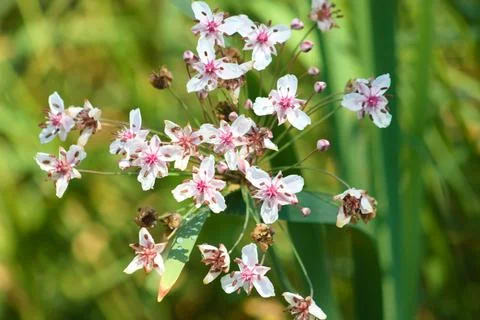Flowering rush in bloom closeup view with foreground focus Stock Photos