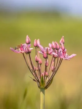 Flowering rush close up Stock Photos