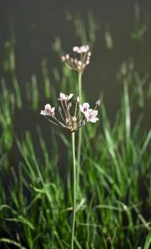 Flowering rush Foto stock
