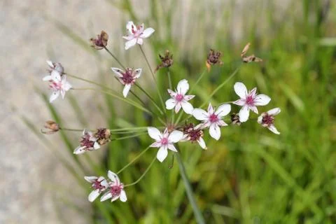 Flowering rush Stock Photos