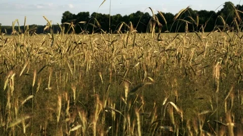 Flowering rye fields, sunny weather Stock Footage 208343703