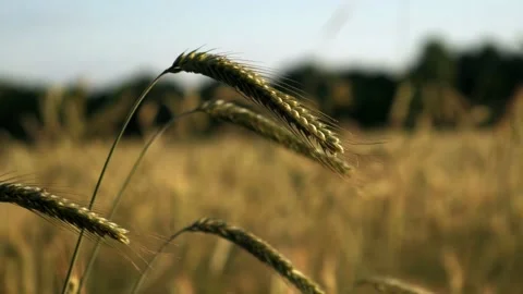 Flowering rye fields, sunny weather Stock Footage 208347353