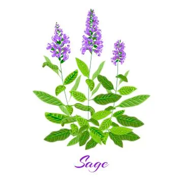 Flowering sage herb. Stock Illustration