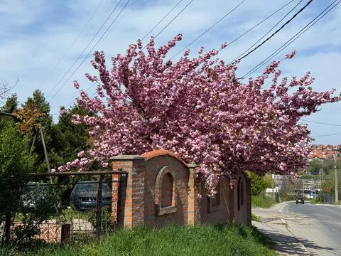 Flowering sakura cherry tree above a brick fence along a roadside. Spring blo Stock Photos