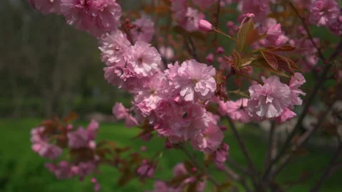 Flowering Sakura close up Stock Footage 188713522