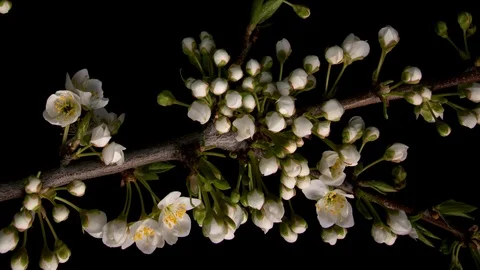Flowering sakura flowers Stock Footage 88633198