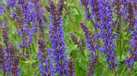 Flowering Salvias Stock Footage 50407398