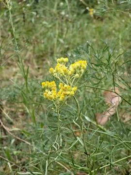 Flowering Sandy Everlasting Stems in Pine Woodland Stock Photos