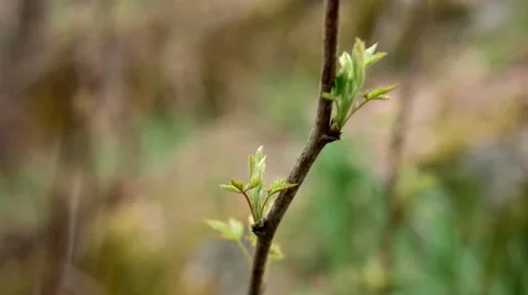 Flowering sapling branches tilt Stock Footage 50085544