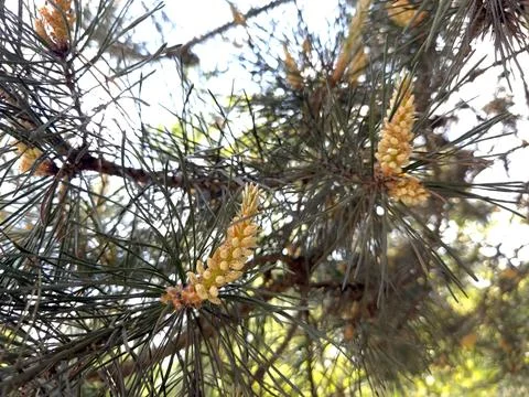 Flowering of Scots Pine Under Sunlight With Male Cones Visible on Branches Stock Photos