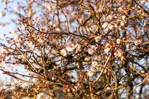 Flowering shrub in back light at sunset Stock Photos