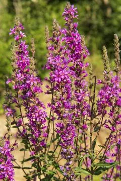 Flowering shrub in the forest Foto stock