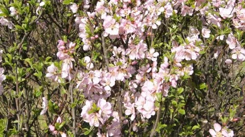 Flowering Shrub with Insects Stock Footage 11053216