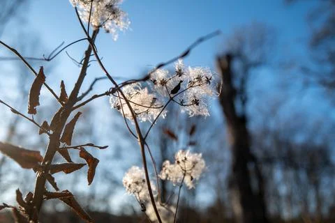 Flowering Shrub Stock Photos